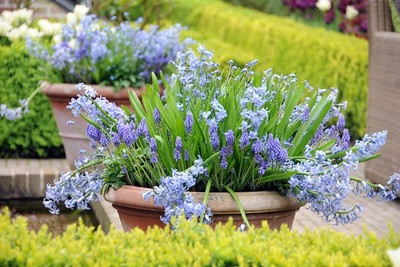 Traditional blue garden, Blue spring flowers, grape hyacinths, Muscari, Scilla siberica, Anemone blanda, Iris reticulata, alliums, Grecian Windflowers